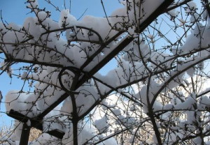 Як вкривати на зиму виноград – враховуємо клімат + Відео