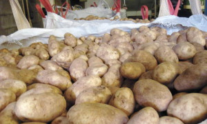 Зберігання картоплі – які умови потрібно дотримуватися? + відео