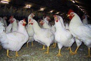 Кури Корніш з великою живою масою, не потребують багато корму