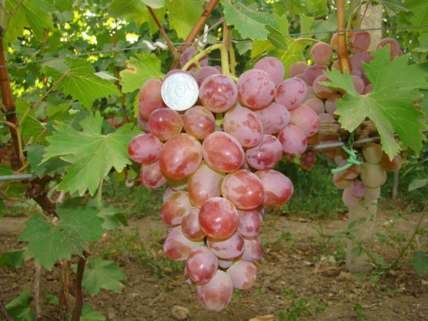 Виноград Аркадія: характеристика, опис сорту, догляд, врожайність і фото