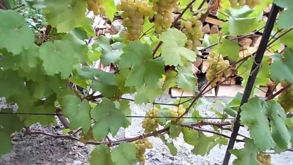 Виноград Платовский: опис морозостійкого сорту і його фото