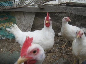Карликові леггорны: маленькі кури з великою продуктивністю яєць