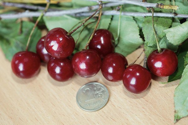 Вишня Маяк   довгожитель серед вишень, опис сорту та фото