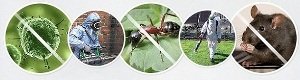 Спирохетоз   хвороба, що характеризується парезами ніг і лихоманкою