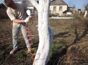 Побілка плодових дерев восени – як обробляти дерева? + відео