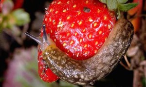 Обробка полуниці навесні – профілактика від шкідників + Відео