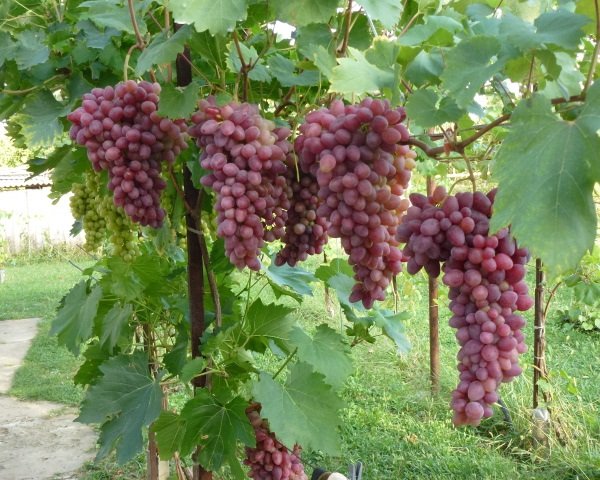 Виноград Подарунок Несветая: опис сорту, фото, характеристики, боротьба з шкідниками