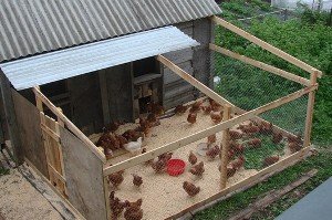 Як правильно організувати вигул курей