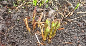 Посадка клематисів навесні, а також висадка в будь який час року + Відео