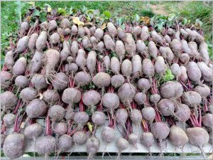 Посадка буряків навесні – секрети великого врожаю + Відео