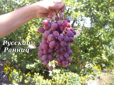 Виноград російський ранній опис сорту з фото