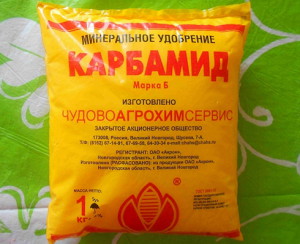 Позакореневе підживлення – як і чим годувати навесні і восени? + Відео