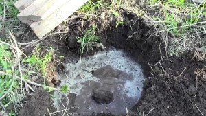 Червона смородина – посадка й догляд за всіма правилами + Відео