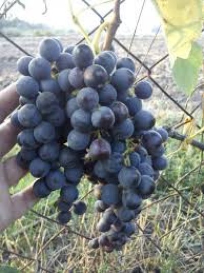 Виноград Загадка Шарова: опис сорту з фото і рекомендаціями по догляду