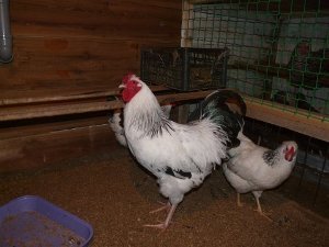 Першотравнева   це одна з найпопулярніших в Росії курей мясо яєчного типу. Фото і опис