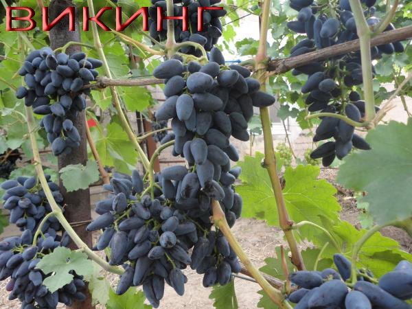 Виноград Вікінг: опис сорту і фото, історія селекції, хвороби і шкідники