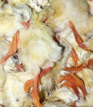 Авітаміноз К у курей може призвести до плачевних наслідків