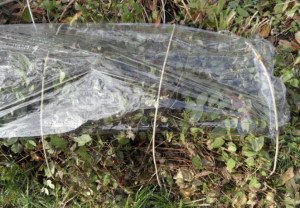 Як укрити на зиму клематис – особливості вирощування та укриття клематиса + Відео