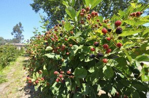 Посадка і підживлення ожини навесні – секрет високого врожаю + Відео