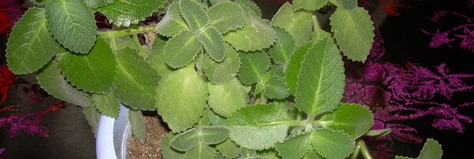 Мята кімнатна – корисні властивості плектрантуса і догляд за ним + Відео Мята кімнатна – корисні властивості плектрантуса і догляд за ним + Відео