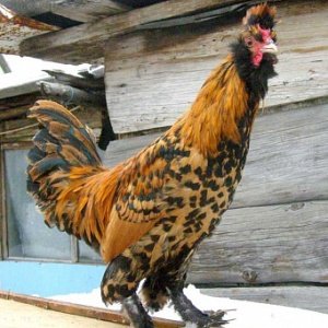 Павловські кури: дивовижне поєднання декоративності і несучості