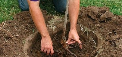 Яблуня Аеліта стійка до холодів і парші