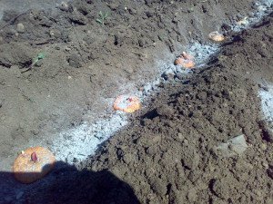 Як садити гладіолуси навесні – правильна посадка квітів + Відео Як садити гладіолуси навесні – правильна посадка квітів + Відео