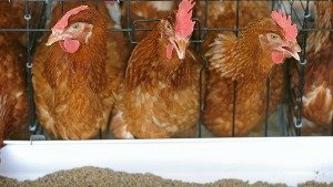 Кури породи Червона і Чорна Зірка дадуть багато яєць для домашнього господарства