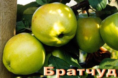 Карликова яблуня Братчуд   родич Чудернацького