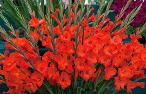 Як садити гладіолуси навесні – правильна посадка квітів + Відео Як садити гладіолуси навесні – правильна посадка квітів + Відео