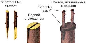 Щеплення дерев навесні – як проводити щеплення плодових дерев? + Відео