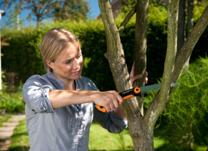 Обрізка саду – коли її краще проводити і з чого почати? + Відео