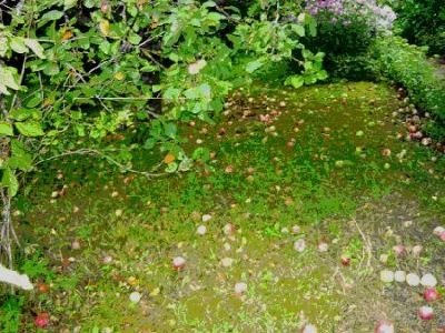 Детальний опис сорти яблунь Білий налив