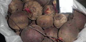 Зберігання буряків на зиму – як організувати місце для зберігання? + відео