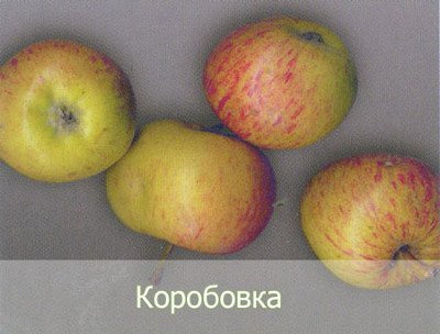 Сорт яблуні Коробовка: особливості та характеристики