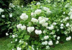 Посадка гортензії навесні – прикрашаємо сад буйним цвітом + Відео