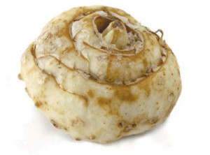 Посадка цибулинних рослин: як провести роботи по висадці? + відео