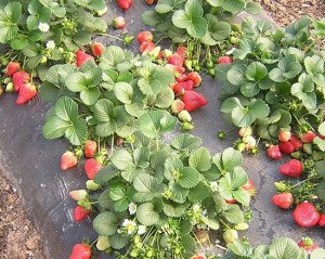 Догляд за полуницею навесні – важливі правила і підготовка до зими + відео Догляд за полуницею навесні – важливі правила і підготовка до зими + відео