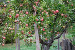 Обрізка яблунь навесні – в чому переваги і як проводити? + відео