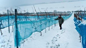 Як підготувати виноград до зими – основні етапи підготовки + відео