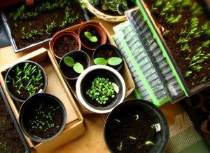 Правильна посадка овочів – що слід враховувати садівникові? + відео Правильна посадка овочів – що слід враховувати садівникові? + відео