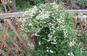 Посадка клематисів навесні, а також висадка в будь який час року + Відео