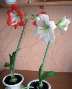 Цибулинні кімнатні квіти – нюанси догляду і посадки + відео