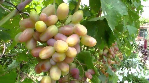Виноград Віктор та інші улюблені гібриди Крайнова, їх опис та фото