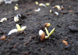 Пеларгонія з насіння – які умови необхідно створити для росту? + відео Пеларгонія з насіння – які умови необхідно створити для росту? + відео