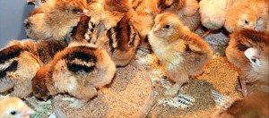 Вирощування курчат бройлерів: секрети вигідного бізнесу