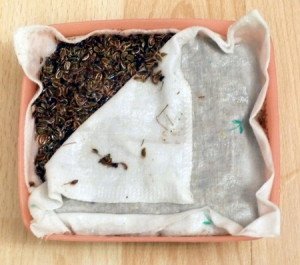 Добриво гумат калію і натрію, підживлення і захист + Відео Добриво гумат калію і натрію, підживлення і захист + Відео