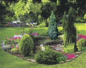 Хвойні в ландшафтному дизайні: як вибрати сорти і висадити? + відео