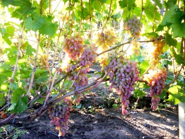 Виноград Червоний Захват: опис сорту і фото, історія селекції, боротьба з шкідниками і хворобами