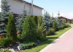 Чагарники декоративні – фото з назвами, види чагарників + Відео